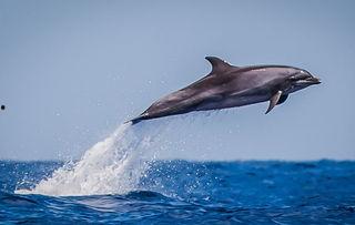 摄影师贝尔蒂与海豚零距离,跨越海洋的亲密邂逅